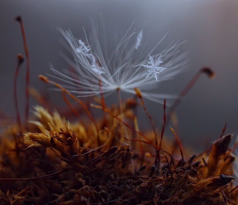 Макрозимаphoto preview