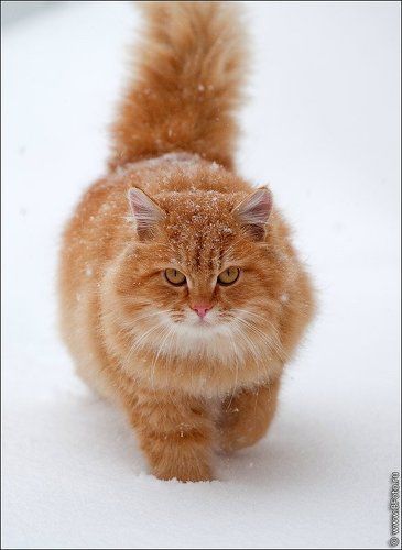 Рыжая кошка