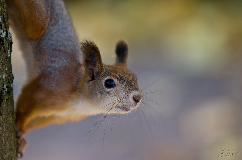 белка Любопытствоphoto preview