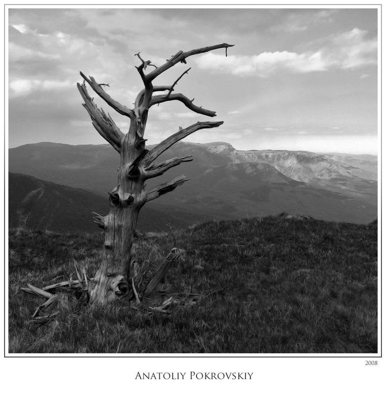 Смерть дерева - это целая жизньphoto preview