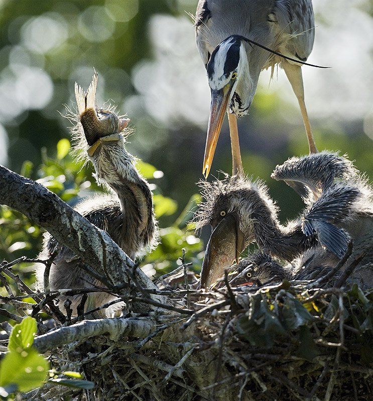 Троглодиты, или один день с птеродактилямиphoto preview