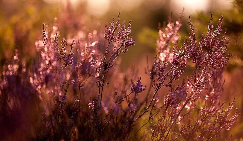 вереск, вечер, палитра ***photo preview