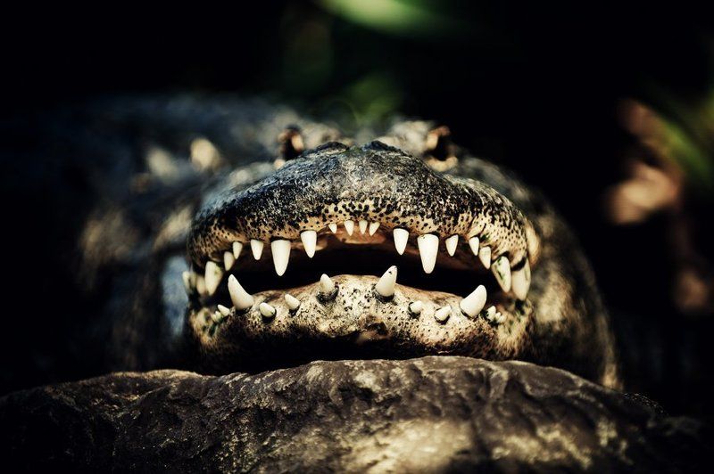 крокодил, глаза, зубы, лора Пришли мне колоши...photo preview