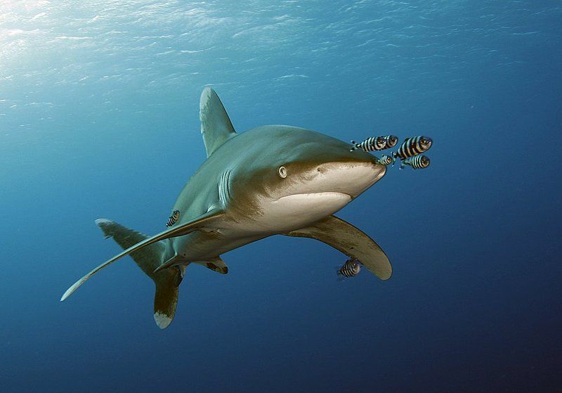 акула, лонгиманус Поджав губкиphoto preview