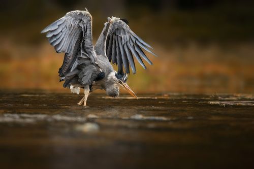 Heron on hunt