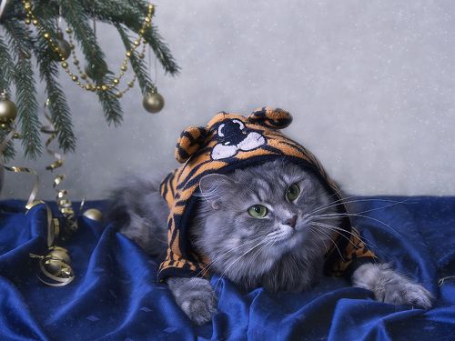 Главное - чтобы костюмчик сидел!