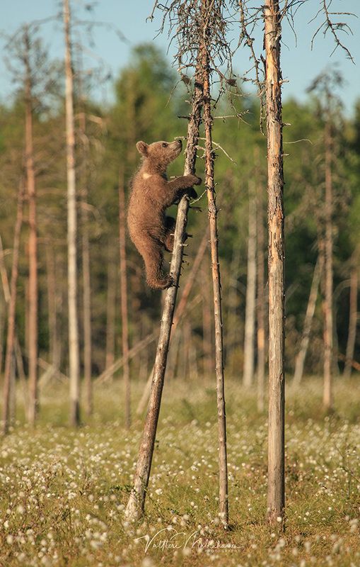 Фотограф, а я к тебе ... :)