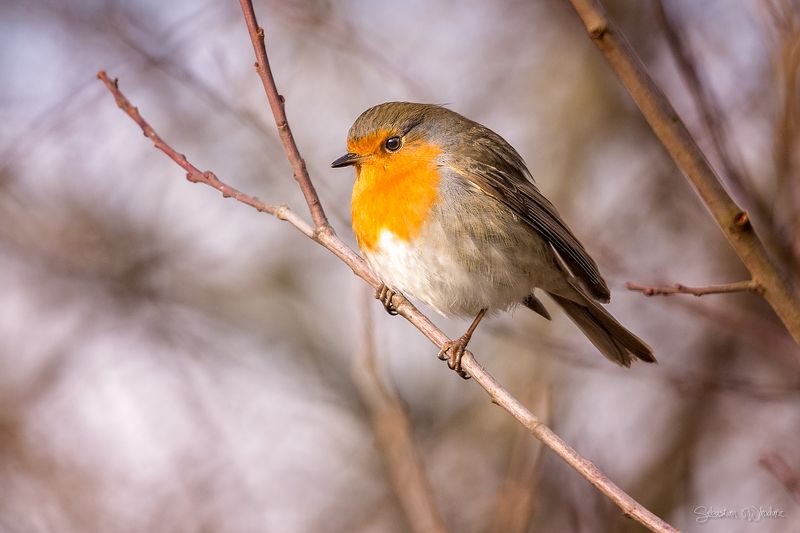 bird European robin (Erithacus rubecula)photo preview