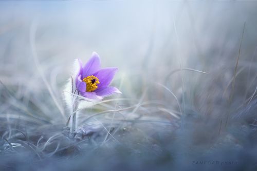 Прострел большой (Pulsatilla grandis ) II.