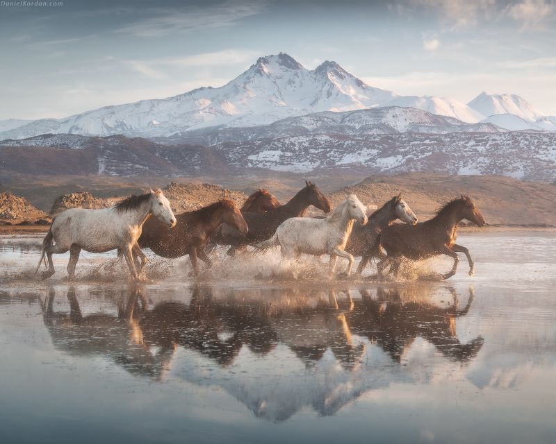 Land of beautiful horses