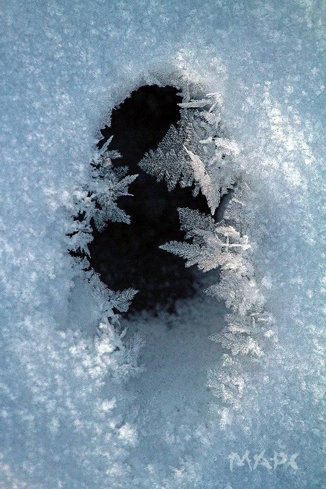Лисий след.. Автор: Шангареев Марс лисий след на реке.иней. зима. след., Шангареев Марс