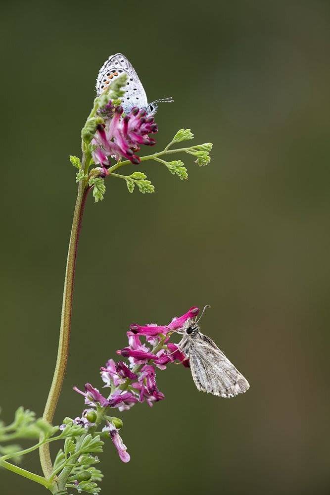 , Игорь ФУММ