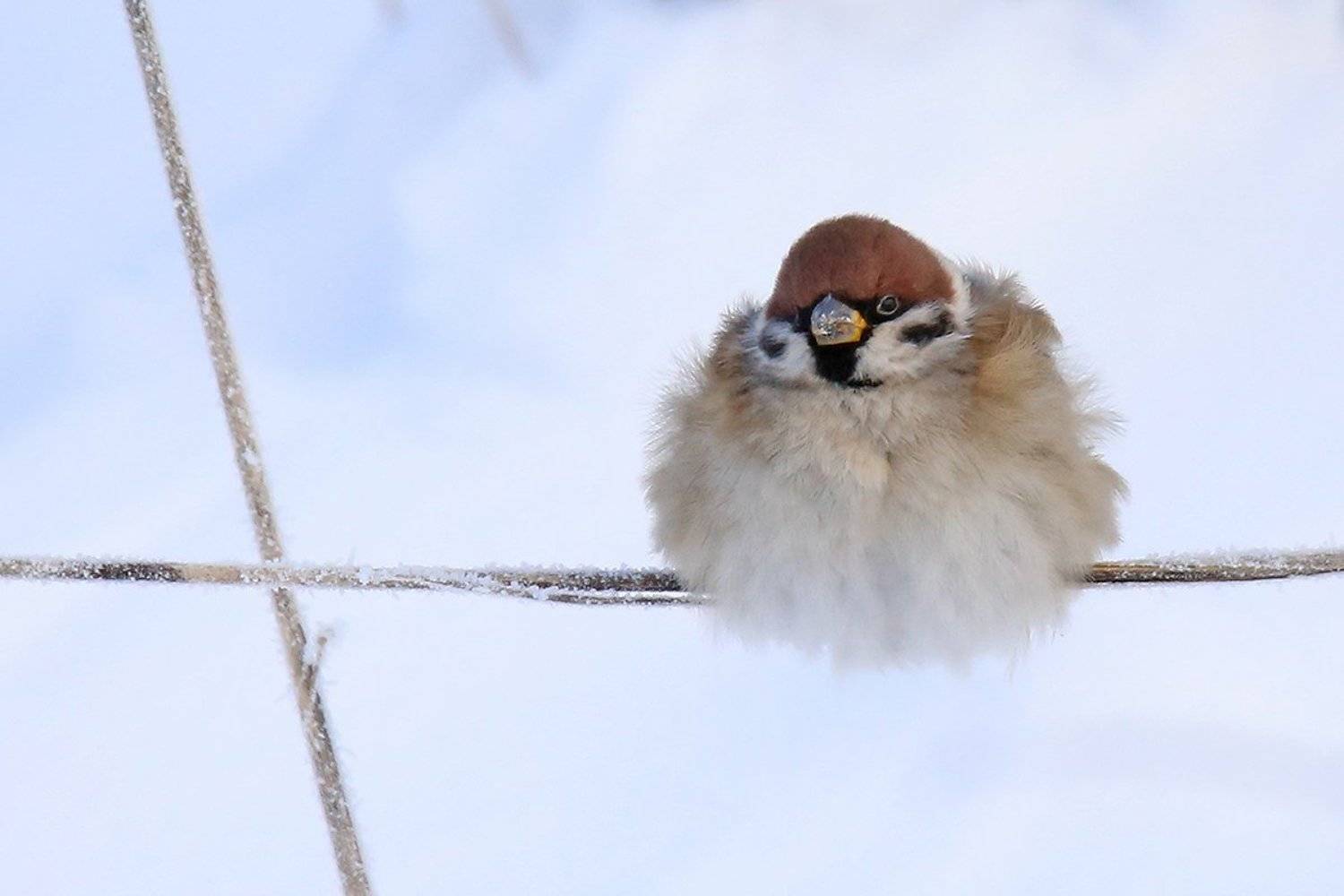 - Сам ты толстый!. Автор: Виктор Иванов полевой, воробей, passer montanus, tree sparrow,, Виктор Иванов
