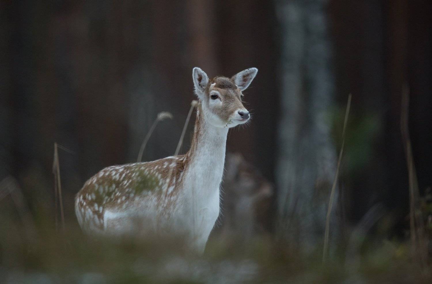 Лань.. Автор: Андрей Шимчук , Андрей Шимчук