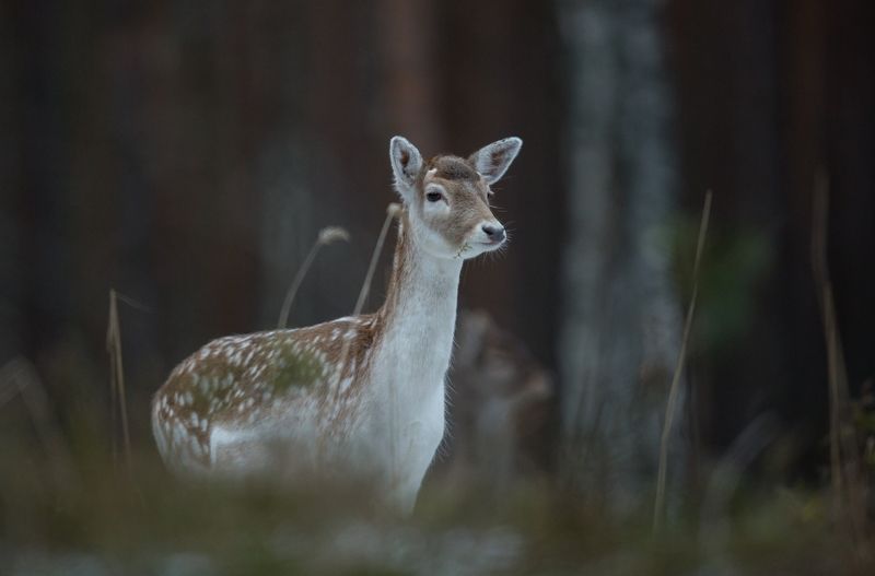 Лань.photo preview