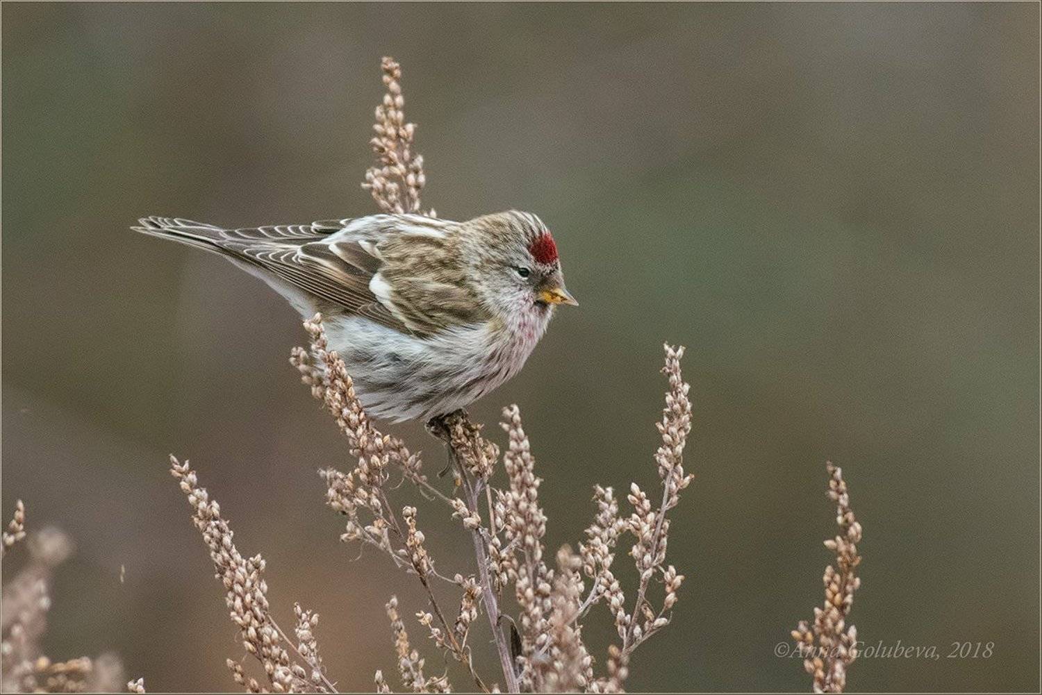 птицы, природа, чечётка, acanthis flammea, common redpoll, самец, зима, январь, 2018, москва, куркино, Анна Голубева