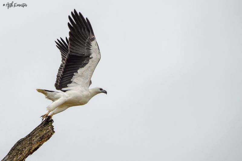 Sea Eagle, Srilanka, Yala, Nikon, Bird White Bellied Sea Eaglephoto preview