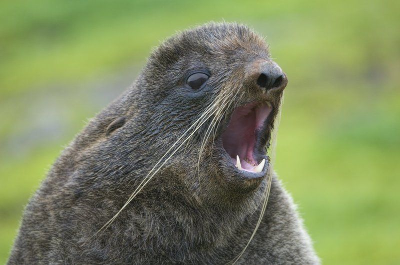 Секачphoto preview