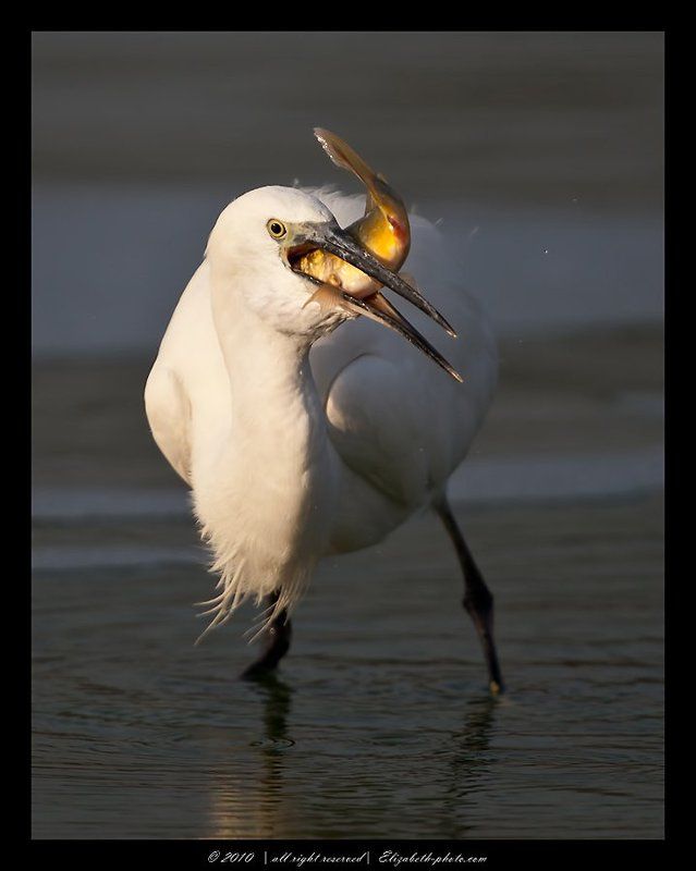 малая, белая, цапля, egretta, garzetta, израиль Little Egretphoto preview