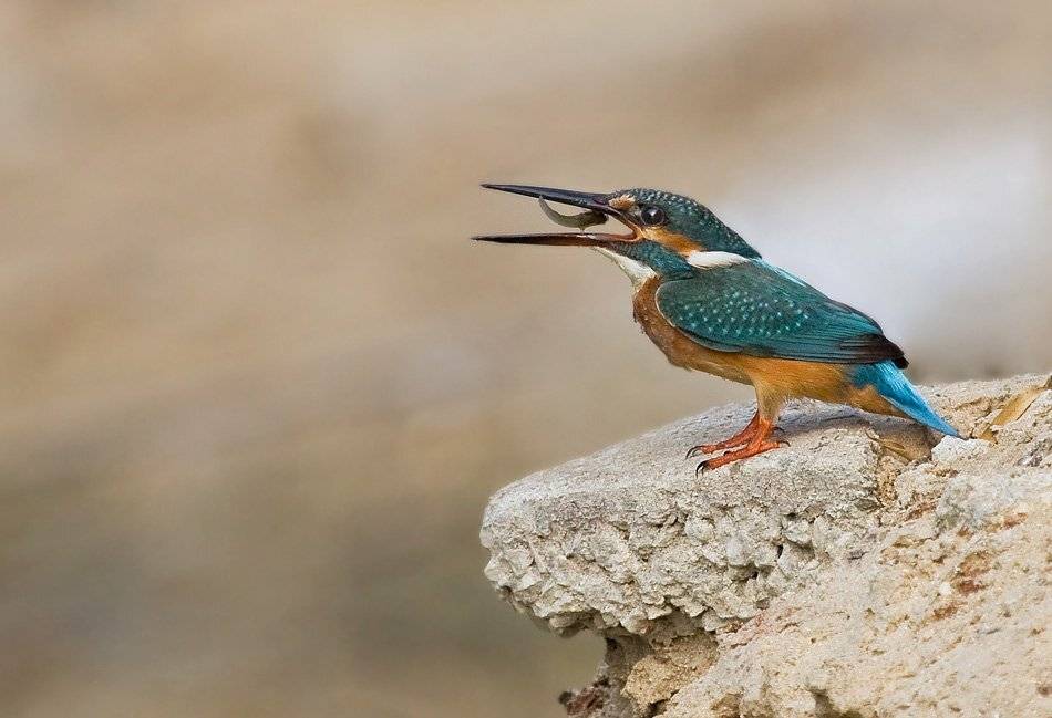 зимородок, Alena