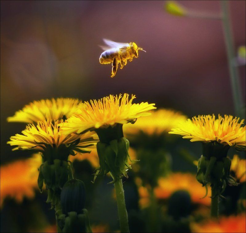 макро, насекомые, цветок, пчела портфолио претендента (сборная солянка)photo preview