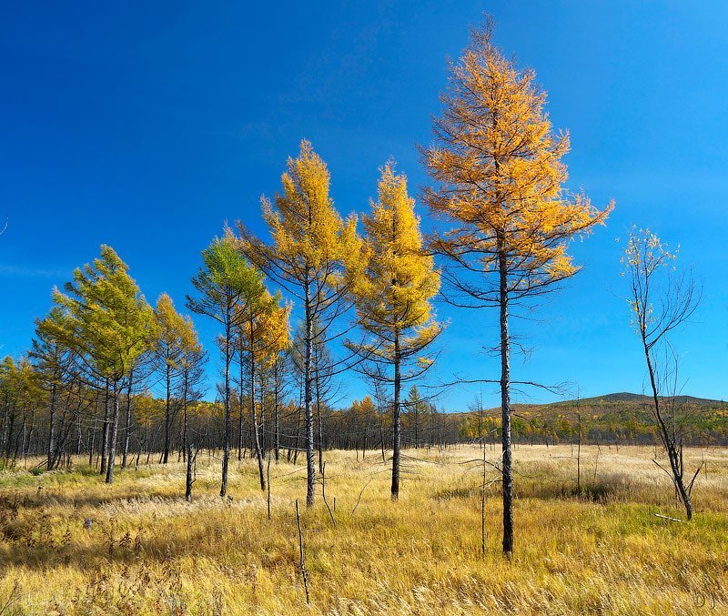 осень, лиственница * * *photo preview