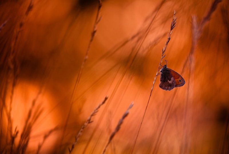 бабочка, вечер бабочка на закатеphoto preview
