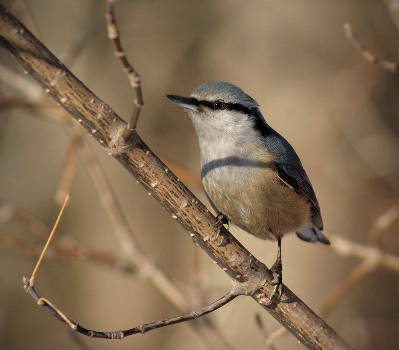 поползеньphoto preview