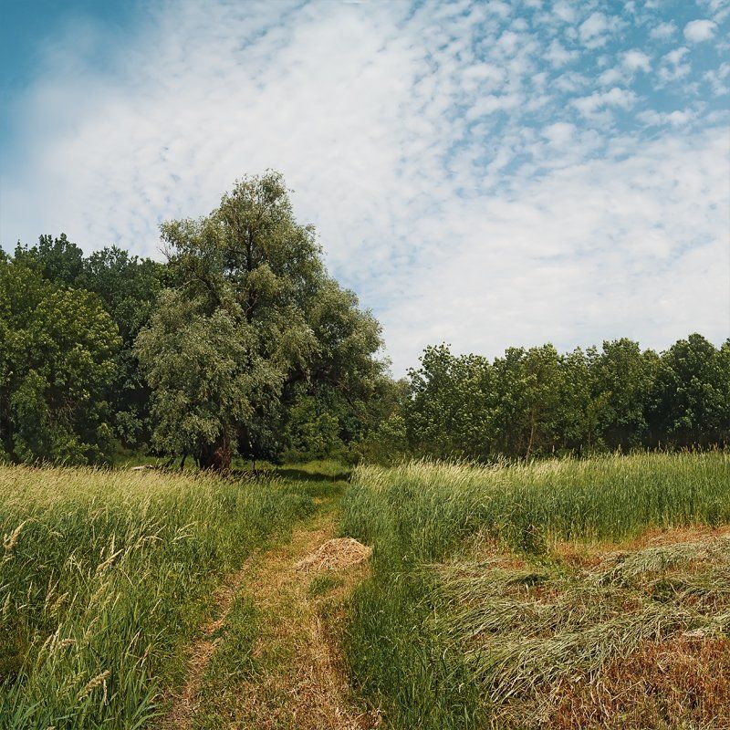 Сон старой Вербы.photo preview