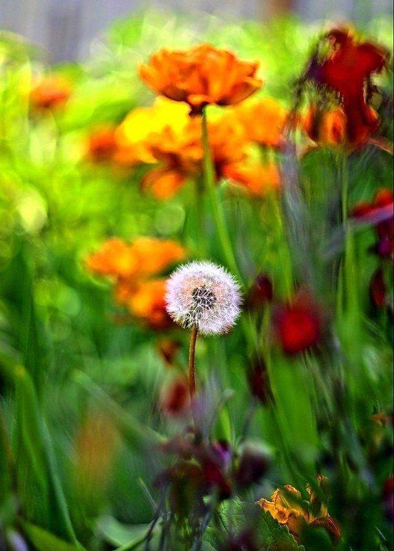 Один такой...photo preview