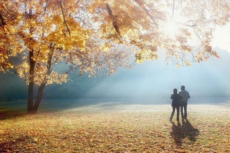 пейзаж, осень На ковре из жёлтых листьевphoto preview