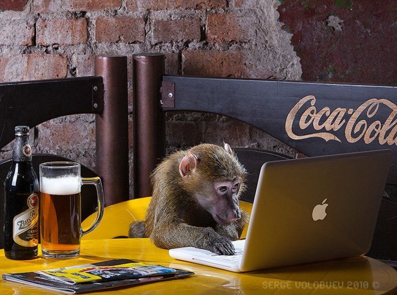 мак, обезьяна, павиан, компьютер, ретач, компьютерная, ретушь, пиво, стол, макбук, кафе компьютерная ретушь. дорого. пафосно. обращаться в зоопарк, 5-й павильонphoto preview