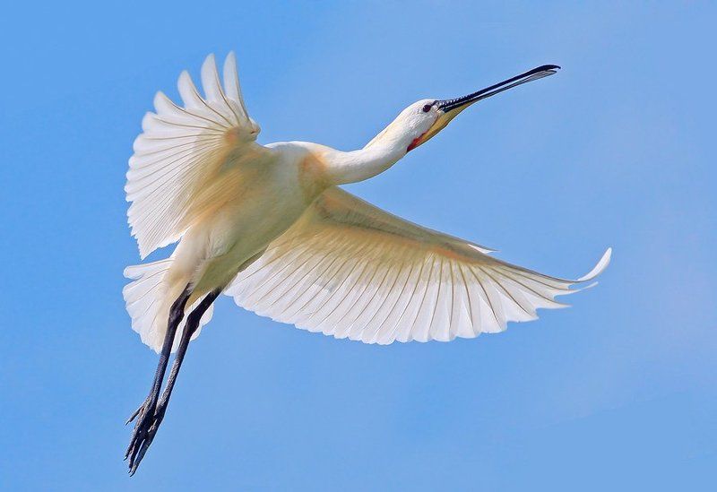 колпица, spoonbill Балетмейстерphoto preview