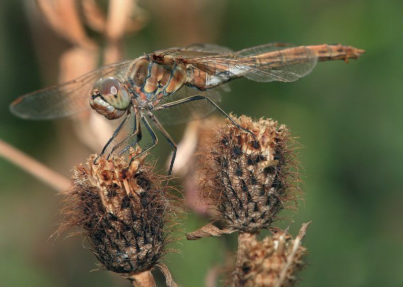 лето, трава, стрекоза Есть гадко, бросить жалко.photo preview
