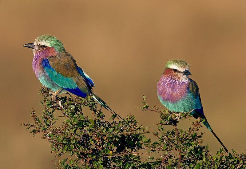 сиреневогрудые, сизоворонки, coracia, caudata, lilac-breasted, rollers Сиреневогрудые сизоворонкиphoto preview
