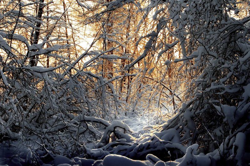 зима, снег, ветви, вечер В ветвях заблудились рефлексыphoto preview