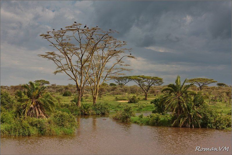 африка, тзания, серенгети, река серонера, марабу, бегемот Вечерняяphoto preview