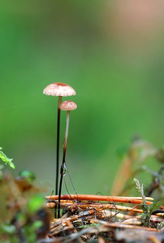 Братаны на тонких ножкахphoto preview