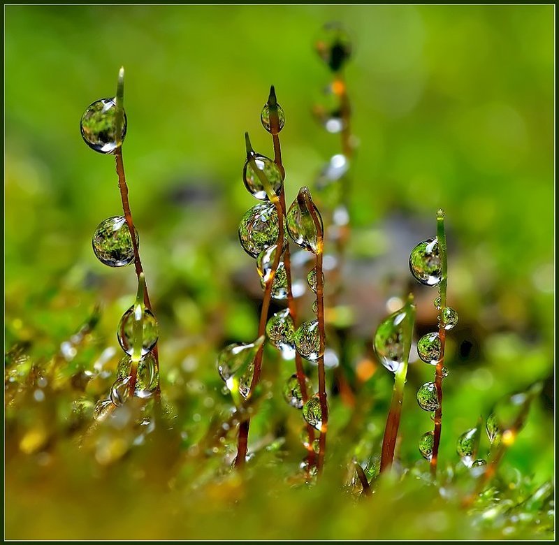 Изумрудные.photo preview