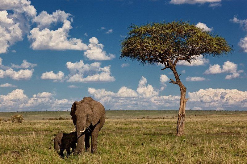 Слоны в саваннеphoto preview