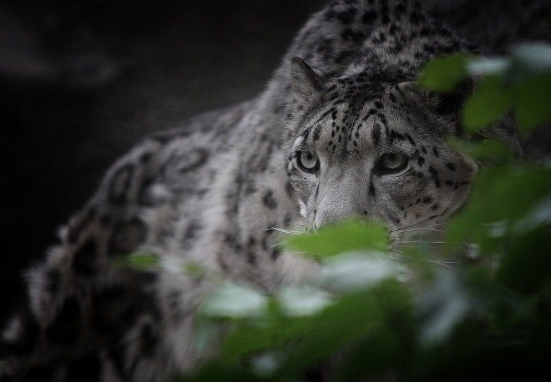 Ирбисphoto preview