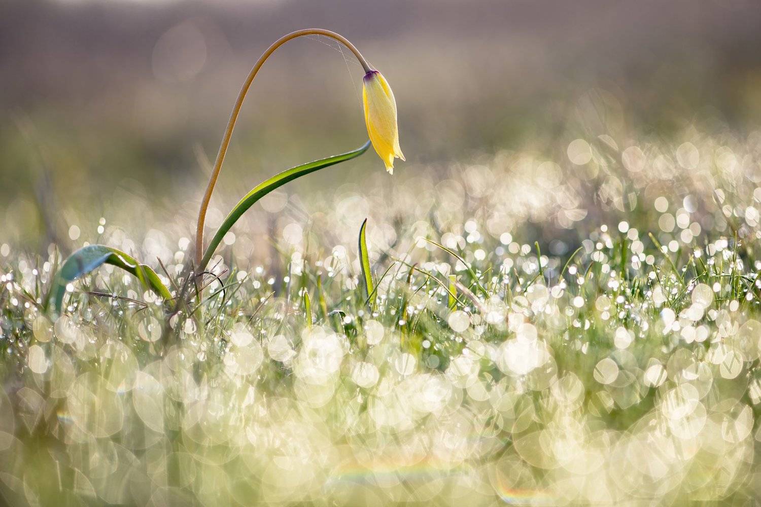 цветы,цветок,макро,растения,тюльпан,природа,бокэ,роса, Александр Иванов