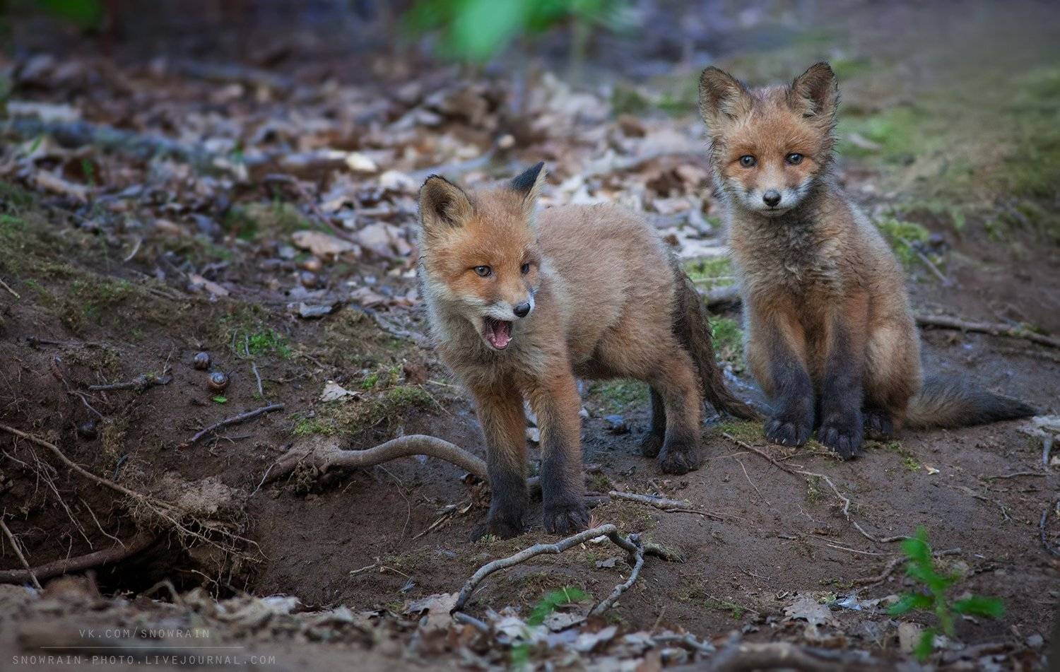 лиса, фотоохота, анималистика, дикая природа, природа, лес, животные, nature, wildlife, fox, animal, wildlifephoto, Snowrain