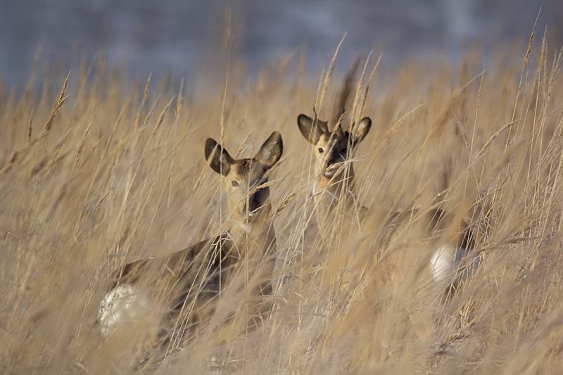 природа животные косули Косулиphoto preview