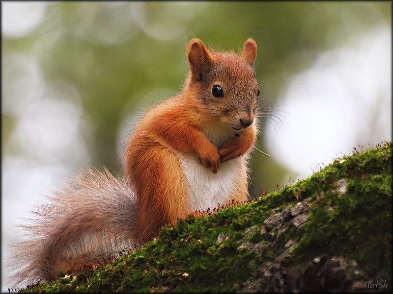 белка, бельчонок, фауна, животные Малышphoto preview