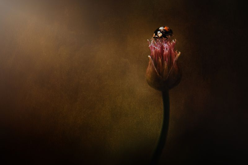 ...божья коровкаphoto preview