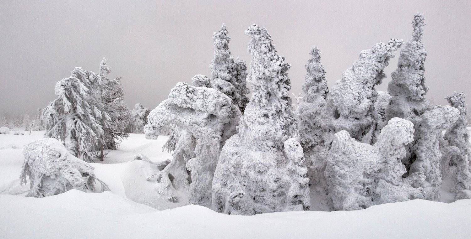 Елки. Автор: Антон Селезнев зима, снег, деревья, фактура, горы, урал, мороз, путешествия, снежные фигуры, антон селезнев, Антон Селезнев