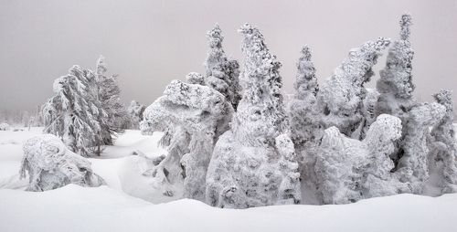Елки