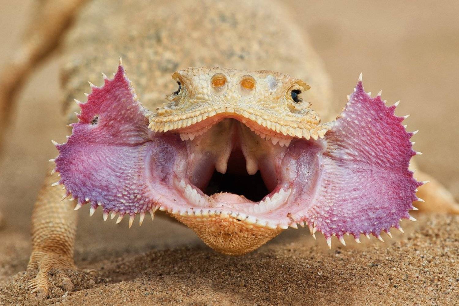 Портрет ушастой круглоголовки. Автор: Евгений Мельников , Евгений Мельников