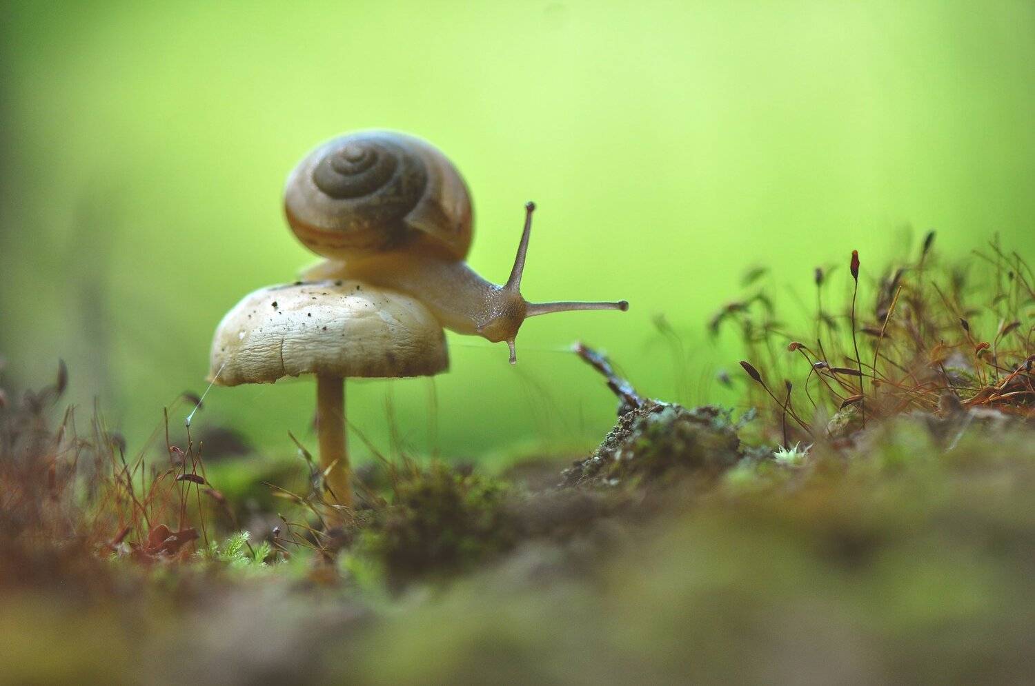 , Макеев Алексей